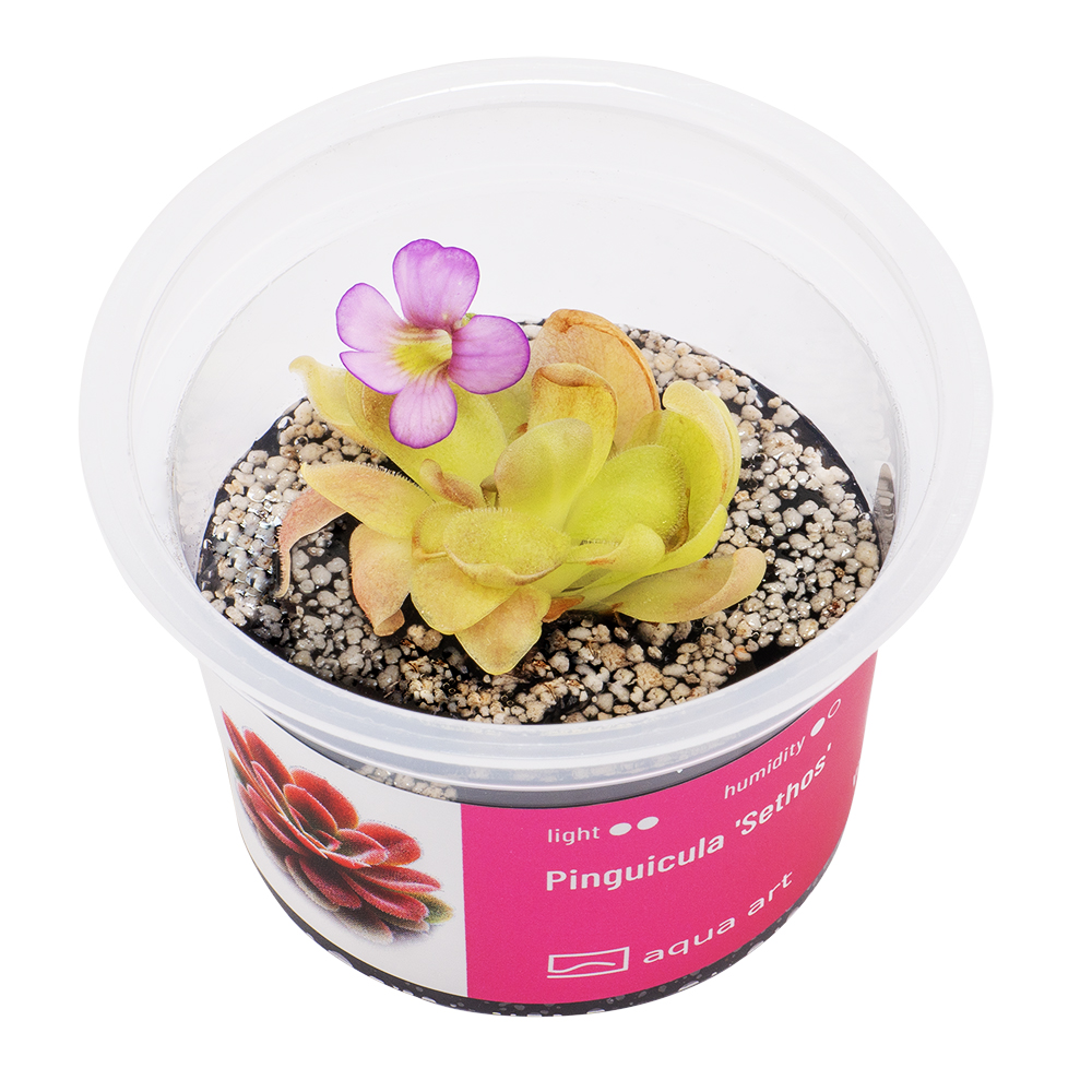 X4200 Pinguicula 'Sethos' - top.jpg
